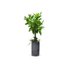 관엽식물-벵갈고무나무-43